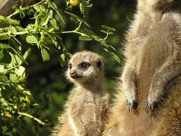 Bébé suricate sur Corina Hoekstra