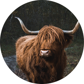 Imposante Schotse Hooglander in het Noordholland Duinreservaat