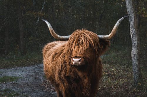 Imposing Scottish Highlander in the Noordholland Dune Reserve