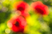 Dahlia blossom abstract (2)