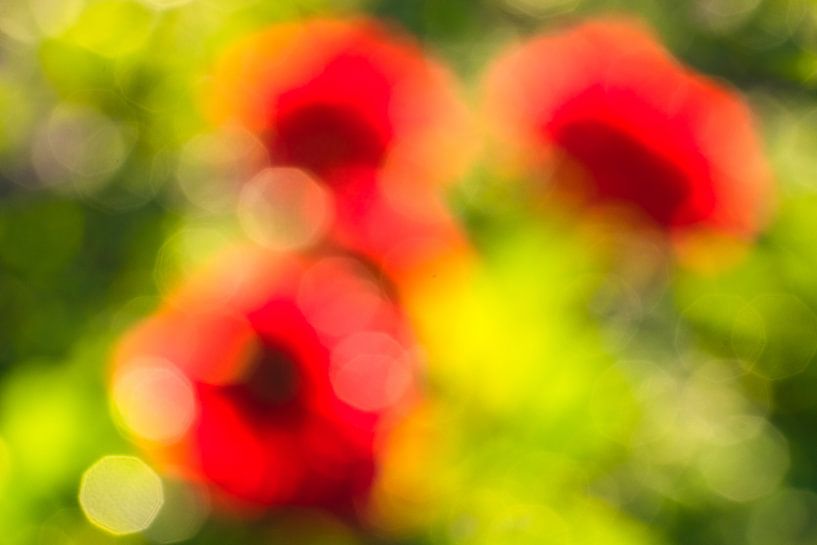 Dahlia blossom abstract (2) by Monika Scheurer