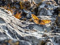 Papillon sur les rochers