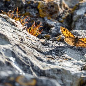 Butterfly on the Rocks by Marcel de Groot