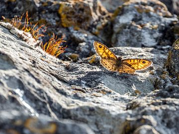 Schmetterling auf den Felsen von Marcel de Groot