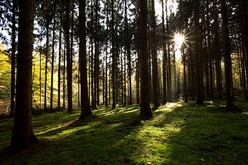 Zie de zon schijnt door de bomen