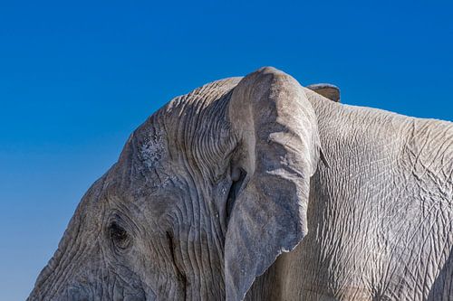 Kop van een olifant en een blauwe lucht