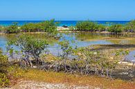 Landschap met mangrove en zee aan kust op eiland Bonaire van Ben Schonewille thumbnail