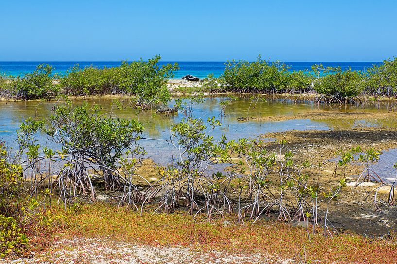 Landschap met mangrove en zee aan kust op eiland Bonaire van Ben Schonewille