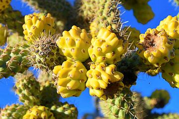 Cactus Tucson van Rob Walburg