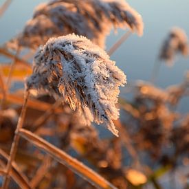 Winterse zonsopkomst aan de waterkant von Rebecca Dingemanse