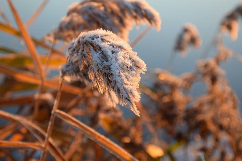 Winterse zonsopkomst aan de waterkant