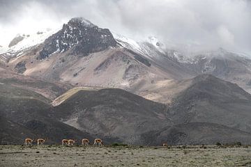 Les gardiens du Chimborazo