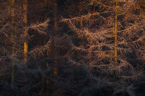De eerste zonnestralen van de dag vallen neer op enkele lariks bomen terwijl het kwik net onder nul ligt.