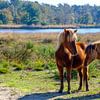 Paarden in de Kampina van Willem Laros | Reis- en landschapsfotografie