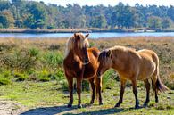 Paarden in de Kampina van Willem Laros | Reis- en landschapsfotografie thumbnail