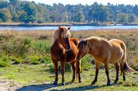 Paarden in de Kampina