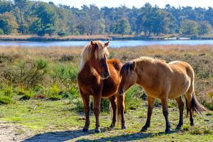 Pferde in der Kampina von Willem Laros | Reis- en landschapsfotografie