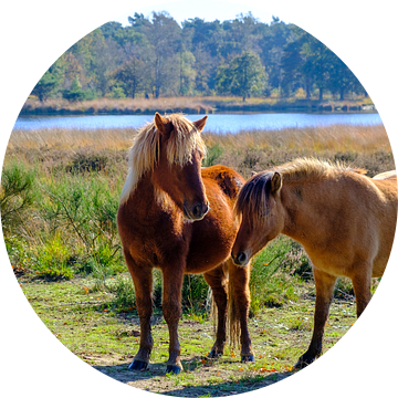 Paarden in de Kampina van Willem Laros | Reis- en landschapsfotografie