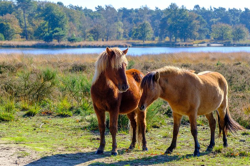 Paarden in de Kampina van Willem Laros | Reis- en landschapsfotografie