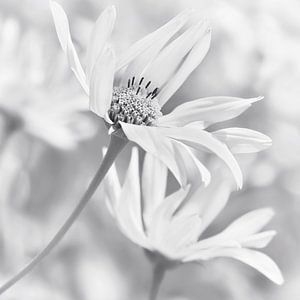 Ringelblume (Calendula)