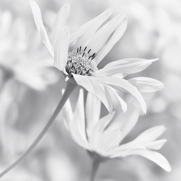 Marigold (Calendula) by Violetta Honkisz