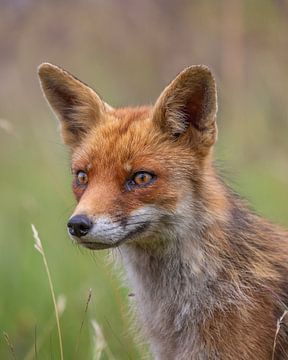 Vertical portrait fox by Stuart De vries