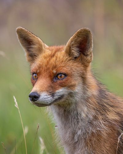 Vertikales Hochformat Fuchs