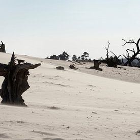 de Veluwe sur Hannie Bom