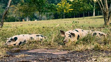 Free range pigs in Paraguay by Jan Schneckenhaus