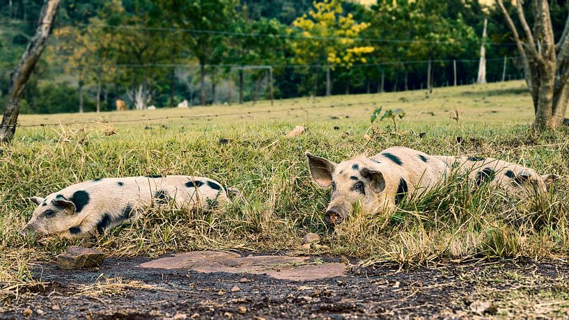 Frei laufende Schweine in Paraguay von Jan Schneckenhaus