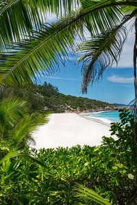 Palmen Strand Seychellen.