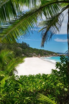 Strand met palmbomen op het eiland La Digue in de Seychellen. van Voss Fine Art Fotografie