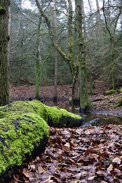 A dead tree on land and in the water(standing)