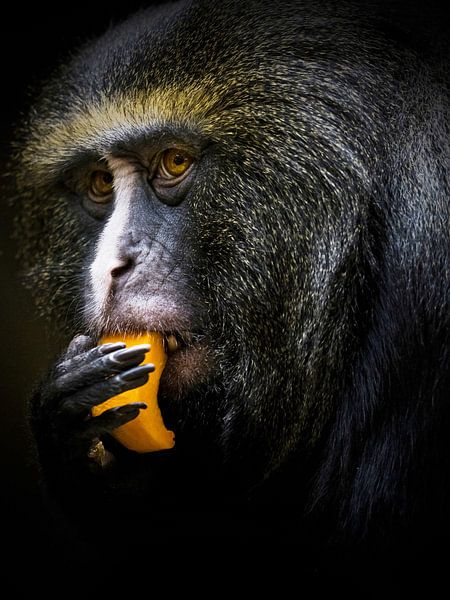 dinner time by thomas van puymbroeck