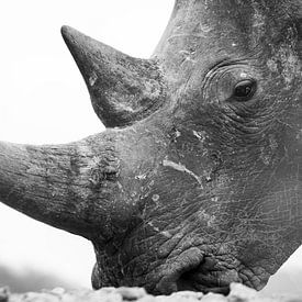 Close-up of a white rhino