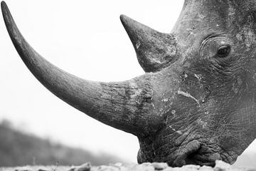 Close-up van een witte neushoorn van Lars Korzelius