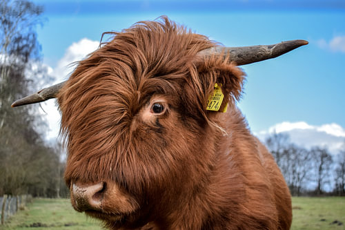 Schottischer Hochlandbewohner in Drenthe