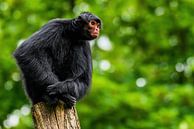 Red-faced spider monkey - Ateles paniscus by Rob Smit thumbnail