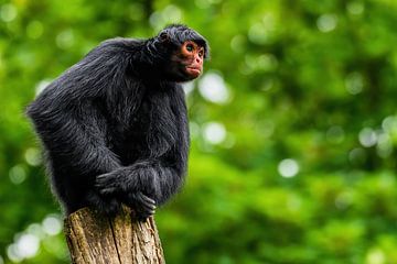Red-faced spider monkey - Ateles paniscus