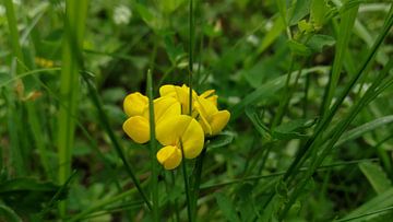 Blume gelb, Flower yellow  van Jenny Heß