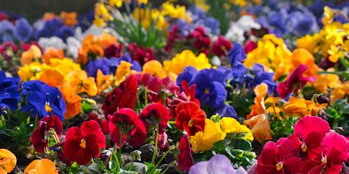 Kleurrijke bloemenzee - lente-impressie