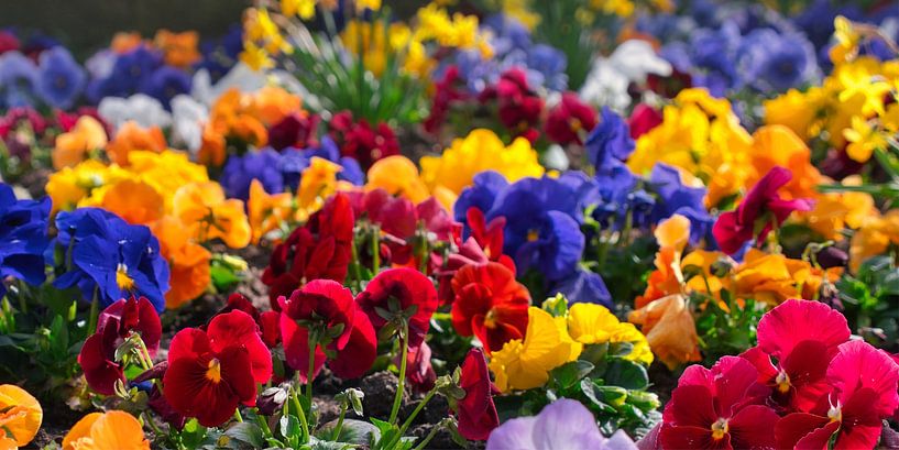 Farbenfrohes Blumenmeer – Frühlingsimpression von Conpo Design