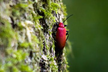 Roter Käfer von Maxwell Pels