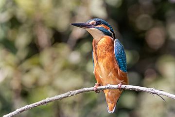 Kingfisher by Dirk van Doorn