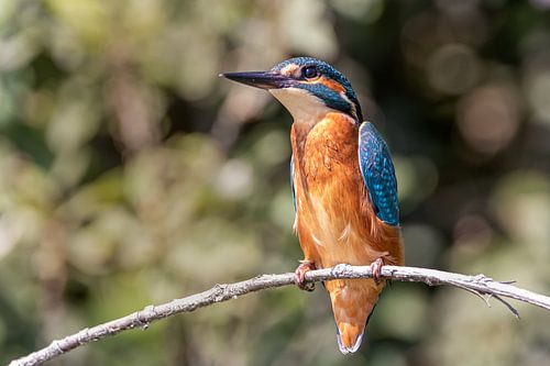 Kingfisher