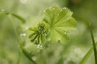 Green world