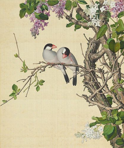 Syringa oblata und Syringa oblata var. alba, Giuseppe Castiglione