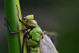 Libelle sur Moniek van Hoof-Geenen
