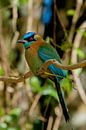 Lessons motmot van Maarten Verhees thumbnail