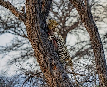 Leopard nach erfolgreicher Jagd Namibia, Afrika von Patrick Groß